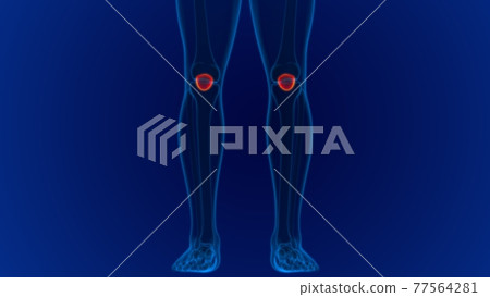 Human skeleton anatomy Patella Bone 3D Rendering Human skeleton anatomy Patella Bone 3D Rendering 77564281