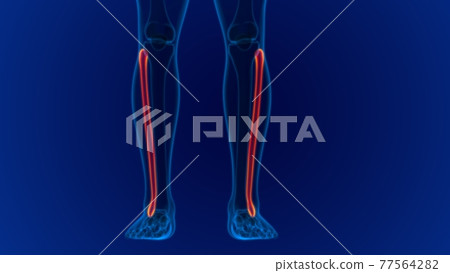 Human skeleton anatomy Fibula Bone 3D Rendering Human skeleton anatomy Fibula Bone 3D Rendering 77564282