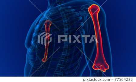 Human skeleton anatomy Humerus Bone 3D Rendering Human skeleton anatomy Humerus Bone 3D Rendering 77564283