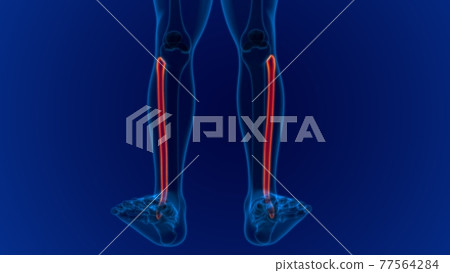 Human skeleton anatomy Fibula Bone 3D Rendering Human skeleton anatomy Fibula Bone 3D Rendering 77564284