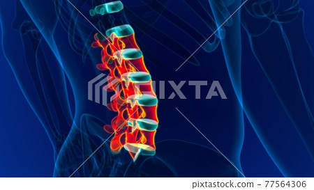 Human Skeleton Vertebral Column Lumbar Vertebrae Anatomy Human Skeleton Vertebral Column Lumbar Vertebrae Anatomy 77564306