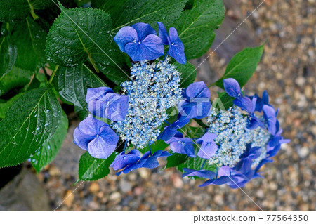 Yada Temple Hydrangea 77564350