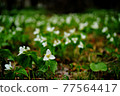 Trillium camschatus community 77564417