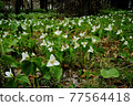 Trillium camschatus community 77564418