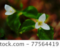 Ooba nano enlivis 77564419