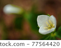Ooba nano enlivis 77564420
