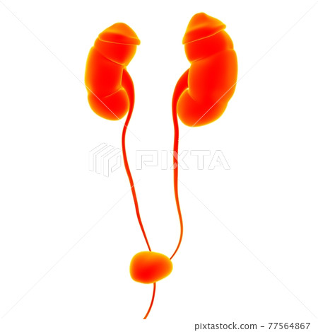 Human Urinary System Kidneys with Bladder Anatomy For Medical Concept 3D Rendering Human Urinary System Kidneys with Bladder Anatomy For Medical Concept 3D Rendering 77564867