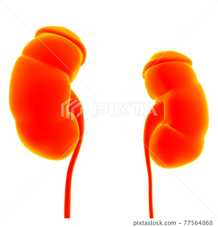 Human Urinary System Kidneys with Bladder Anatomy For Medical Concept 3D Rendering Human Urinary System Kidneys with Bladder Anatomy For Medical Concept 3D Rendering 77564868
