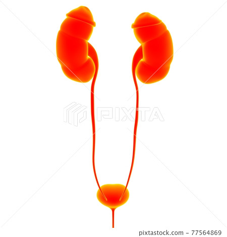 Human Urinary System Kidneys with Bladder Anatomy For Medical Concept 3D Rendering Human Urinary System Kidneys with Bladder Anatomy For Medical Concept 3D Rendering 77564869