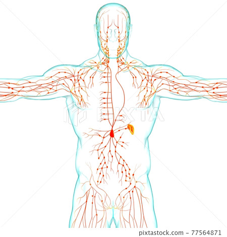 Human Lymph Nodes Anatomy For Medical Concept 3D Rendering Human Lymph Nodes Anatomy For Medical Concept 3D Rendering 77564871