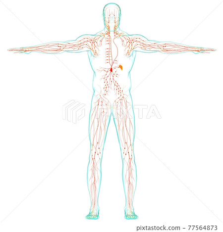 Human Lymph Nodes Anatomy For Medical Concept 3D Rendering Human Lymph Nodes Anatomy For Medical Concept 3D Rendering 77564873