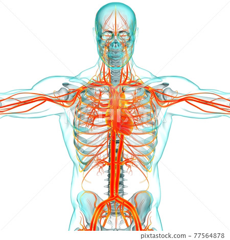 Human Heart With Circulatory System Anatomy For Medical Concept 3D Human Heart With Circulatory System Anatomy For Medical Concept 3D 77564878