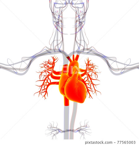 Human Heart Anatomy For Medical Concept 3D Rendering Human Heart Anatomy For Medical Concept 3D Rendering 77565003