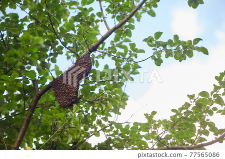 Beehive on tree branch in garden. Beehive on tree branch in garden. 77565086