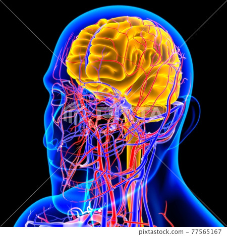 Human Brain Anatomy For Medical Concept 3D 77565167