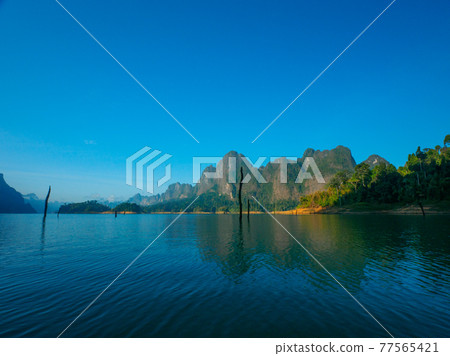 Quiet morning lake dotted with rotten trees (Khao Sok National Park, Surat Thani Province, Kingdom of Thailand) 77565421