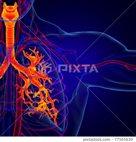 Lungs Human Respiratory System Anatomy For Medical Concept 3D Rendering Lungs Human Respiratory System Anatomy For Medical Concept 3D Rendering 77565630