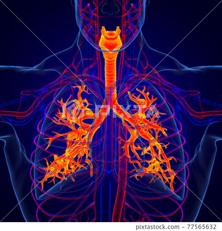 Lungs Human Respiratory System Anatomy For Medical Concept 3D Rendering Lungs Human Respiratory System Anatomy For Medical Concept 3D Rendering 77565632
