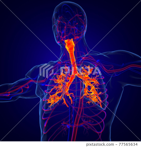Lungs Human Respiratory System Anatomy For Medical Concept 3D Rendering Lungs Human Respiratory System Anatomy For Medical Concept 3D Rendering 77565634