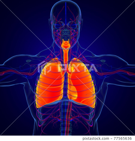 Lungs Human Respiratory System Anatomy For Medical Concept 3D Rendering 77565636