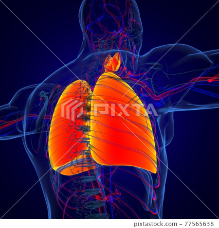 Lungs Human Respiratory System Anatomy For Medical Concept 3D Rendering Lungs Human Respiratory System Anatomy For Medical Concept 3D Rendering 77565638
