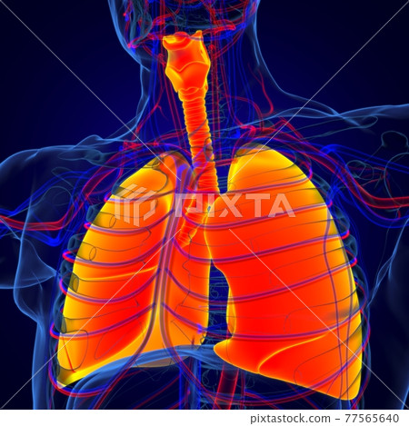 Lungs Human Respiratory System Anatomy For Medical Concept 3D Rendering 77565640