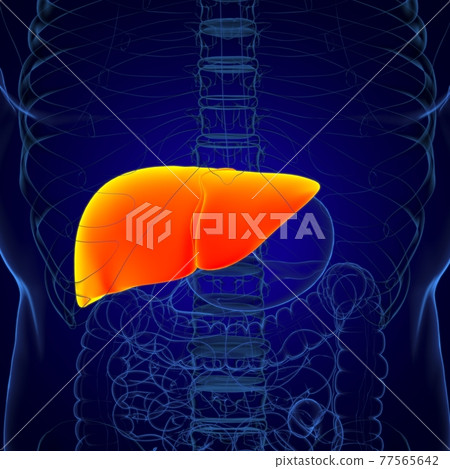 Liver 3D Illustration Human Digestive System Anatomy Liver 3D Illustration Human Digestive System Anatomy 77565642