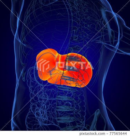 Liver 3D Illustration Human Digestive System Anatomy Liver 3D Illustration Human Digestive System Anatomy 77565644
