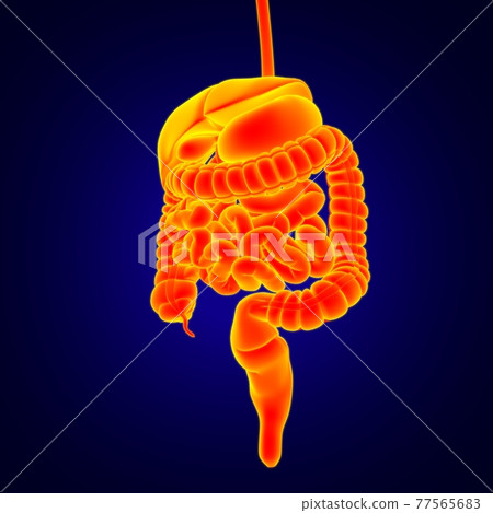 Human Digestive System Anatomy For Medical Concept 3D 77565683