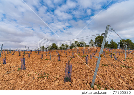 Vineyard in the hillside under cloudy sky 77565820