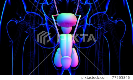 Male Reproductive System Anatomy For Medical Concept 3D Rendering 77565846