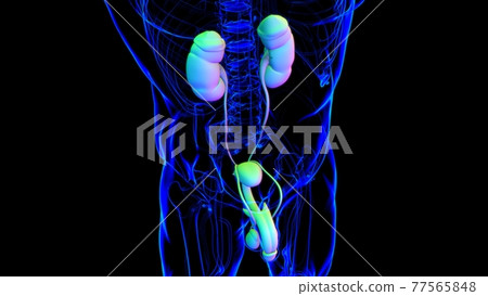 Male Reproductive System Anatomy For Medical Concept 3D Rendering 77565848