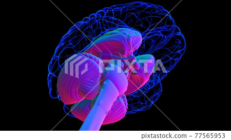 Human Brain inner parts Anatomy For Medical Concept 3D Rendering Human Brain inner parts Anatomy For Medical Concept 3D Rendering 77565953