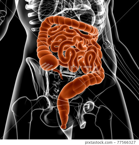 Small and large Intestine 3D Illustration Human Digestive System Anatomy Small and large Intestine 3D Illustration Human Digestive System Anatomy 77566327
