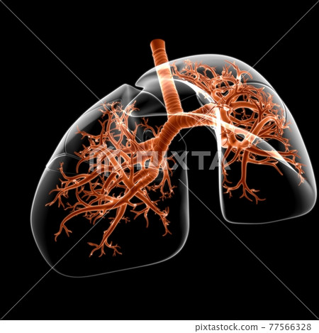 Lungs Human Respiratory System Anatomy For Medical Concept 3D Lungs Human Respiratory System Anatomy For Medical Concept 3D 77566328