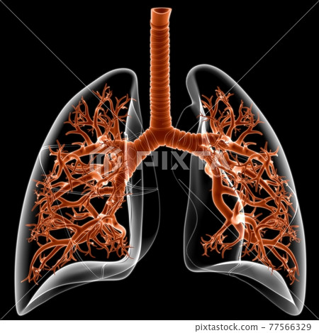 Lungs Human Respiratory System Anatomy For Medical Concept 3D Lungs Human Respiratory System Anatomy For Medical Concept 3D 77566329