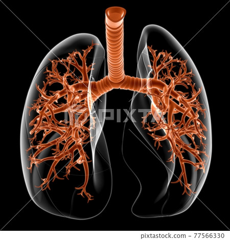 Lungs Human Respiratory System Anatomy For Medical Concept 3D 77566330