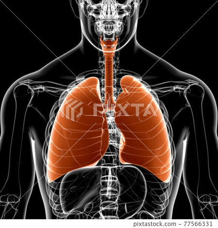 Lungs Human Respiratory System Anatomy For Medical Concept 3D Lungs Human Respiratory System Anatomy For Medical Concept 3D 77566331
