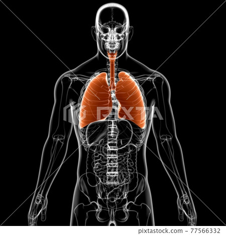 Lungs Human Respiratory System Anatomy For Medical Concept 3D Lungs Human Respiratory System Anatomy For Medical Concept 3D 77566332
