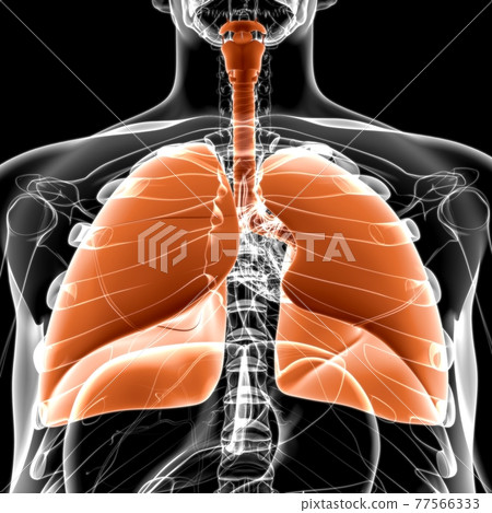 Lungs Human Respiratory System Anatomy For Medical Concept 3D Lungs Human Respiratory System Anatomy For Medical Concept 3D 77566333