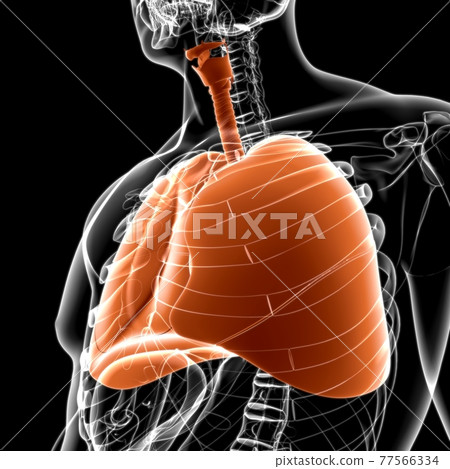 Lungs Human Respiratory System Anatomy For Medical Concept 3D Lungs Human Respiratory System Anatomy For Medical Concept 3D 77566334