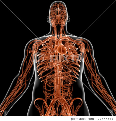 Human Heart With Circulatory System Anatomy For Medical Concept 3D Human Heart With Circulatory System Anatomy For Medical Concept 3D 77566355