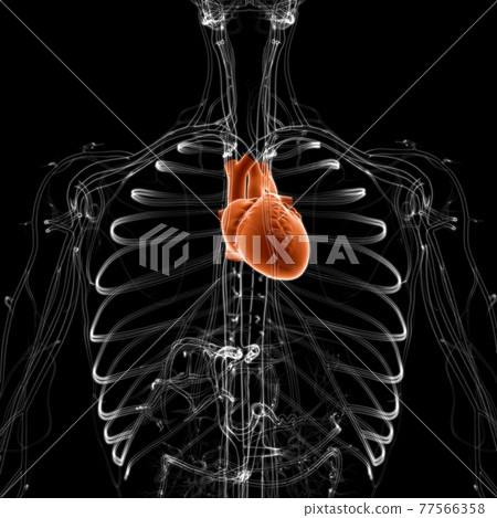Human Heart Anatomy For Medical Concept 3D Human Heart Anatomy For Medical Concept 3D 77566358