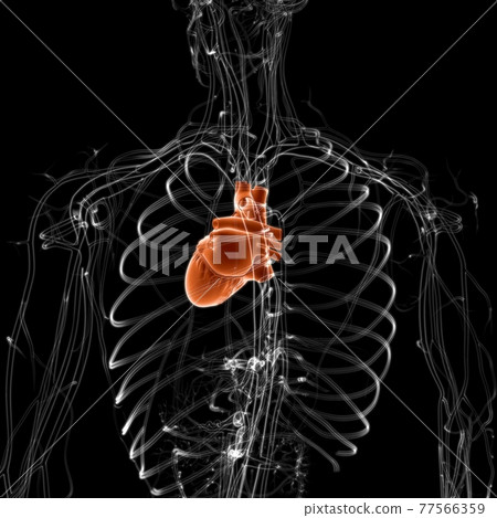 Human Heart Anatomy For Medical Concept 3D Human Heart Anatomy For Medical Concept 3D 77566359