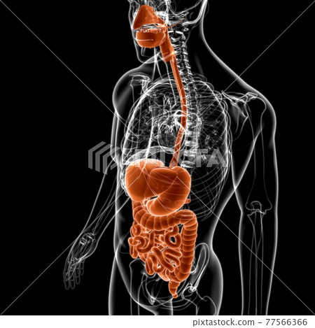 Human Digestive System Anatomy For Medical Concept 3D Human Digestive System Anatomy For Medical Concept 3D 77566366