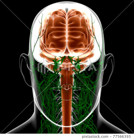 Human Brain Anatomy For Medical Concept 3D Human Brain Anatomy For Medical Concept 3D 77566393