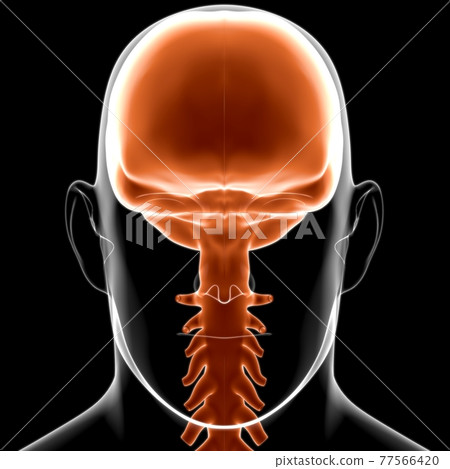Dura mater Anatomy For Medical Concept 3D Dura mater Anatomy For Medical Concept 3D 77566420