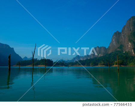 Quiet morning lake dotted with rotten trees (Khao Sok National Park, Surat Thani Province, Kingdom of Thailand) 77566433