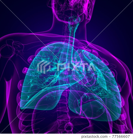 Lungs Human Respiratory System Anatomy For Medical Concept 3D 77566607