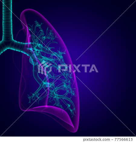 Lungs Human Respiratory System Anatomy For Medical Concept 3D 77566613